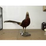 A taxidermy piece of a Golden pheasant. Height approx 35cm. Length including tail approx 70cm.