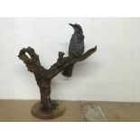 A taxidermy model of the Asian bulbul bird. Approximately 36cm - NO RESERVE