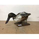 A taxidermy Northern Shoveler duck, approximately 37cm long and 18cm tall - NO RESERVE