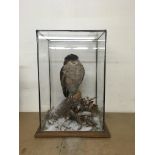 A cased taxidermy male a Sparrow Hawk sitting on a branch, with a faux robin hiding underneath.