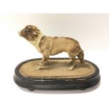 A highly unusual taxidermy six legged dog. This small specimen measure approximately 20cm long, 12cm