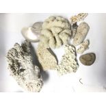 A collection of fossils and Reef coral.31cm >.