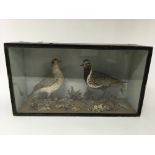 A cased pair of taxidermy plover birds. Measuring approximately 51cm by 28cm - NO RESERVE