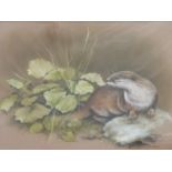 Colin Roberts pastel of an otter, signed lower right, Oldswinford gallery label verso, 38 x 54cm