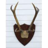 Taxidermy pair of six point Chital deer antlers mounted on shield shaped wooden plaque, 83cm long.