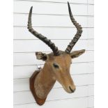 Taxidermy study of an African Impala antelope head mounted on a wooden plaque, width of horns