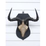 Taxidermy goat skull and horns mounted on shield shaped wooden plaque, width of horns 37cm, 36cm