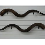 Taxidermy pair of eland or antelope horns, 100cm long.