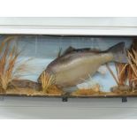 Taxidermy study of a carp in an underwater scene, in bow-fronted display case, H30 x W81 xD18cm