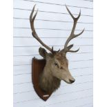 Taxidermy study of stag head with ten point antlers mounted on shield shaped wooden plaque, width of