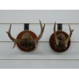 Two taxidermy pairs of Roe deer antlers both mounted on circular wooden plaques, each