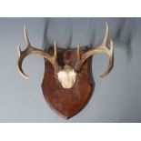 Taxidermy pair of eight point American White Tail deer antlers mounted on shield shaped wooden