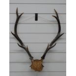 Taxidermy pair of ten point deer antlers on skull, 66cm long.