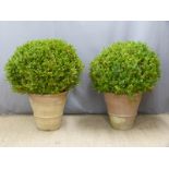 Pair of topiary box plants in terracotta pots, overall height 110cm