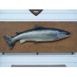 A large decorative painted study of a salmon mounted on a wooden board, 127x50cm.