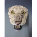 Taxidermy study of a tiger head with open mouth, 46cm long.