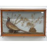 Taxidermy study of a pheasant in a naturalistic setting, in glazed display case, 86x51x22cm.