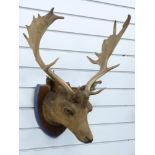 Taxidermy study of fallow deer buck head with 18 point antlers mounted on shield shaped wooden