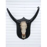 Taxidermy study Gnu wildebeest skull and horns mounted on shield shaped wooden plaque, purchased