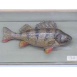 Taxidermy study of a perch with label marked 'River Avon 18.8.1968. Weight 2lbs 4oz W. Land', in