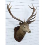 Taxidermy study of a stag head with 13 point antlers mounted on shield shaped wooden plaque