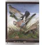 Taxidermy study of a jay and two thrushes on a branch with foliage, in glazed wooden display case,