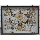 Taxidermy butterfly display in glazed case, 46 x 61cm