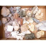 A collection of mineral samples including desert rose, quartz,  coral, etc