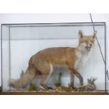 Taxidermy study of a fox on a naturalistic base in a glazed case, W92, D35, H84cm