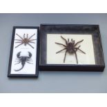 Three taxidermy studies of spiders and scorpions in two frames, largest 26 x 31cm