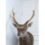 A taxidermy head and shoulders study of a Japanese Sika stag head, with gold medal and paperwork,