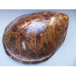 An early 20thC taxidermy turtle shell with carved wooden head, L69 x W63cm