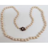 A single strand of cultured pearls with a gold clasp set with amethysts