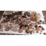 A quantity of various sea shells, sponge etc.