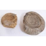 Two large fossilized ammonites