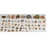 Fifty-seven various shiva shells and mineral samples including calcite.