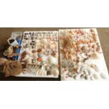 A large collection of starfish, shells, abalone/paua shell, wood, sponge, coral etc