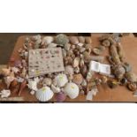 A large quantity of various sea shells including paua/ abalone etc, some mounted on named cards.