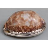 Georgian silver mounted cowrie shell spice box with hinged section opening to reveal gilt