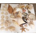 A collection of various shells including pearl examples, starfish etc.