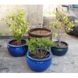 Three glazed pots with plants and a larger pot, height 61cm