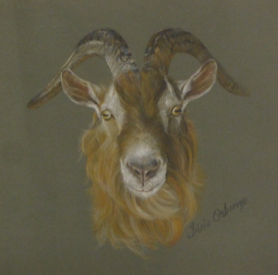 Tricia Osborne pastel study of a goat, signed lower right, 18 x 18cm - Image 3 of 5