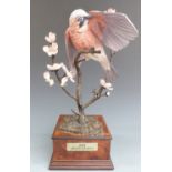 Albany Fine China, Worcester bronze and porcelain figure of a Jay raised on a marble base, H 37cm