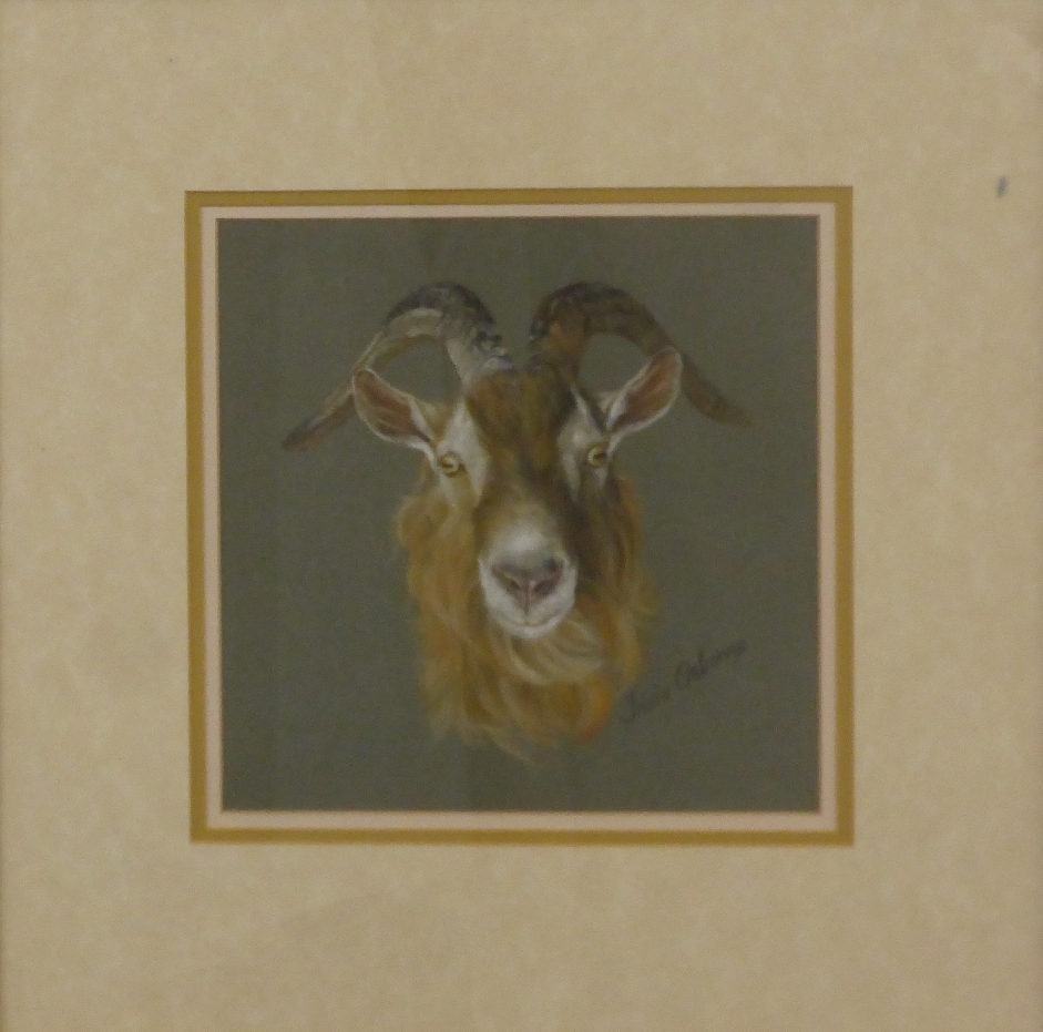 Tricia Osborne pastel study of a goat, signed lower right, 18 x 18cm - Image 2 of 5