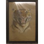 Cecil Aldin (1870-1935) pastel on calico or similar fabric of a tiger, signed and dated 1918 lower