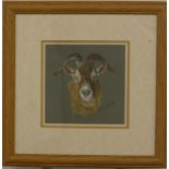 Tricia Osborne pastel study of a goat, signed lower right, 18 x 18cm