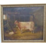 A 19thC oil on canvas Dairy Shorthorn cow and calf in barn, 49 x 59cm
