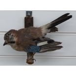 Taxidermy study of a jay mounted on a wooden branch