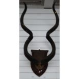 Late 19thC / early 20thC taxidermy horns on shield mount, approximately 97cm long
