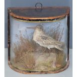 19thC taxidermy study of a snipe in bow-fronted glass case, approximately 23.5x23cm